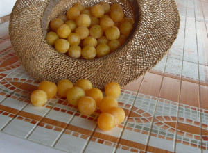 image8 Mamosa